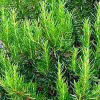 Plants That Repel Mosquitoes- Picture of Rosemary Plant