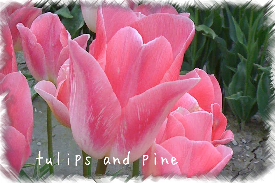 tulips and pine