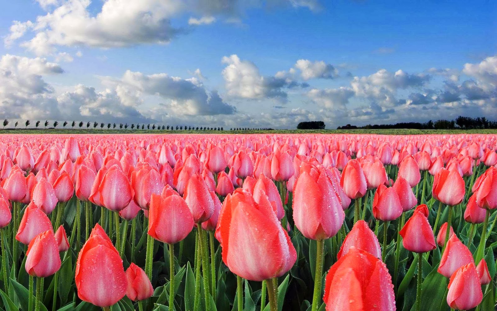 chiiizuka: Download HD tulip flower wallpaper