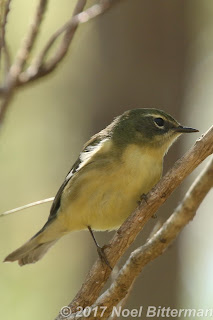 Black-throated Blue Warbler (Female)