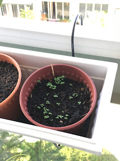 Pot under bright area at the balcony