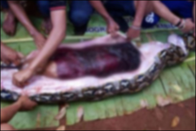 Indonesian Woman Found In The Belly Of A Giant Python  