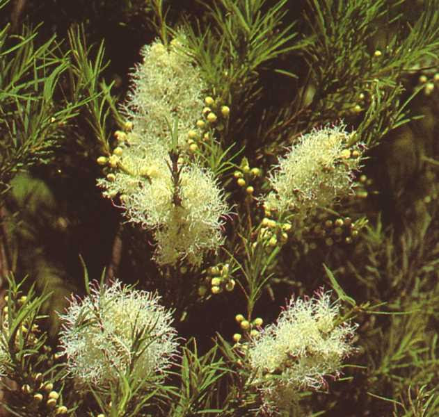 Flor del árbol del té o melaleuca alternifolia