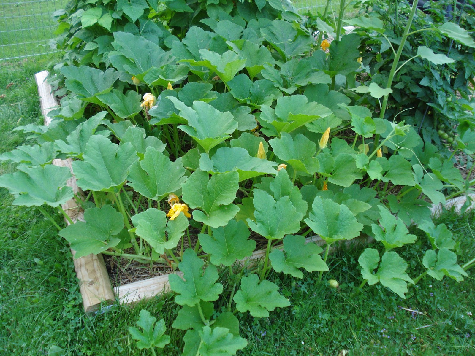 Butternut Squash Difference Between Butternut Squash And Pumpkin