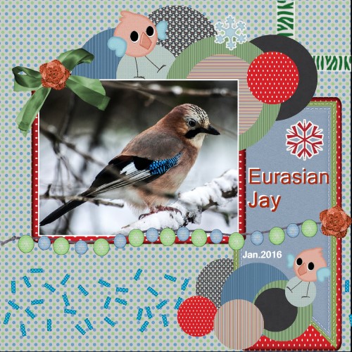 Jan.2016 - Eurasian Jay