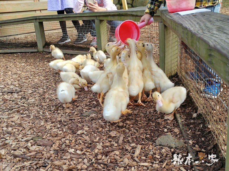 苗栗親子必訪|可愛鴨鴨大遊行、兔寶寶、黑山羊生態區~飛牛牧場有趣互動體驗