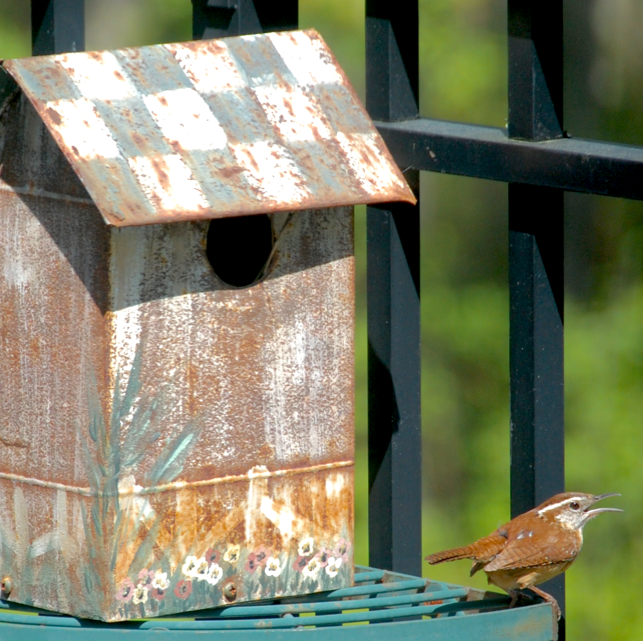 Content in a Cottage A Carolina Wren Nesting on my Balcony