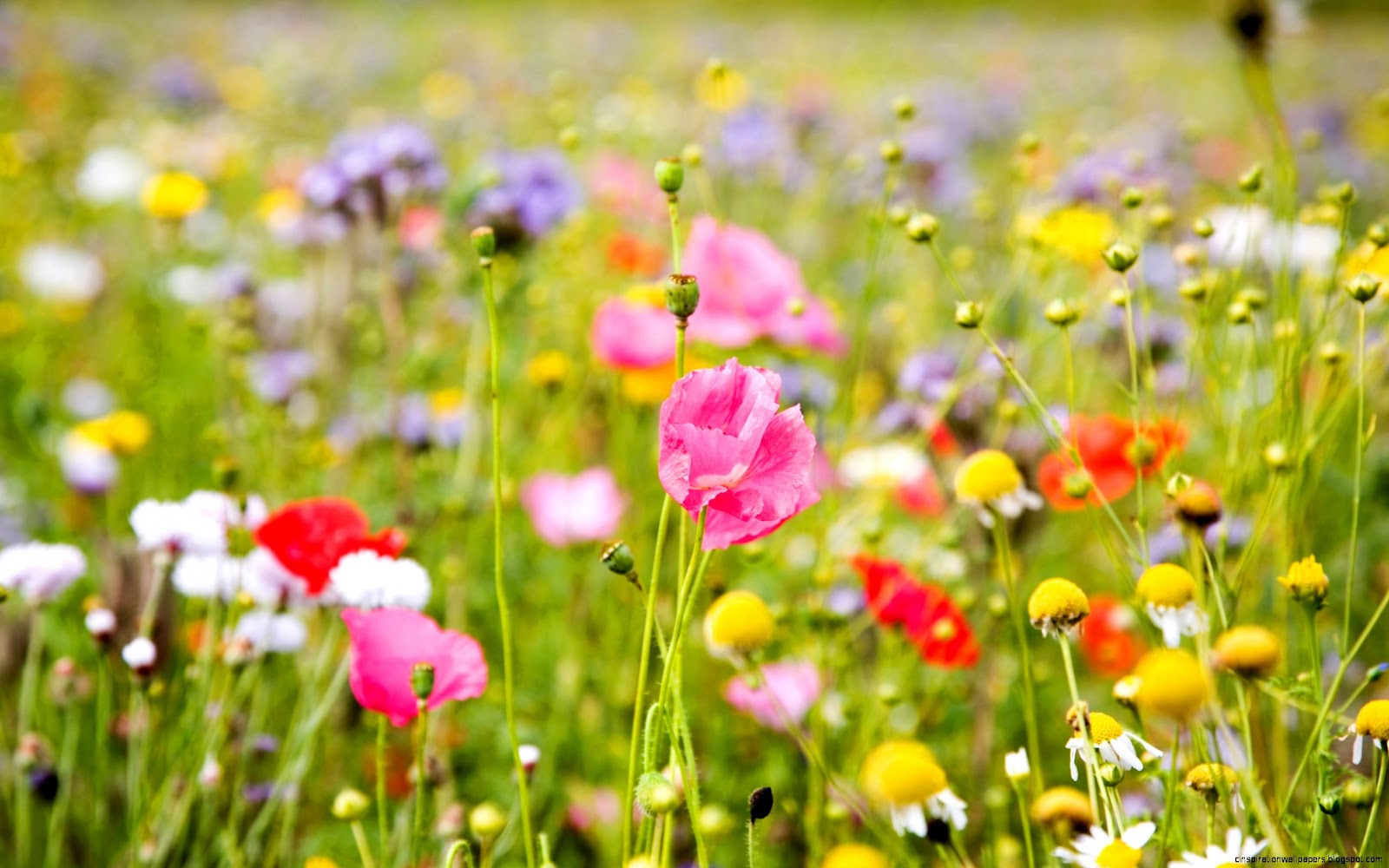 Summer Meadow Flowers