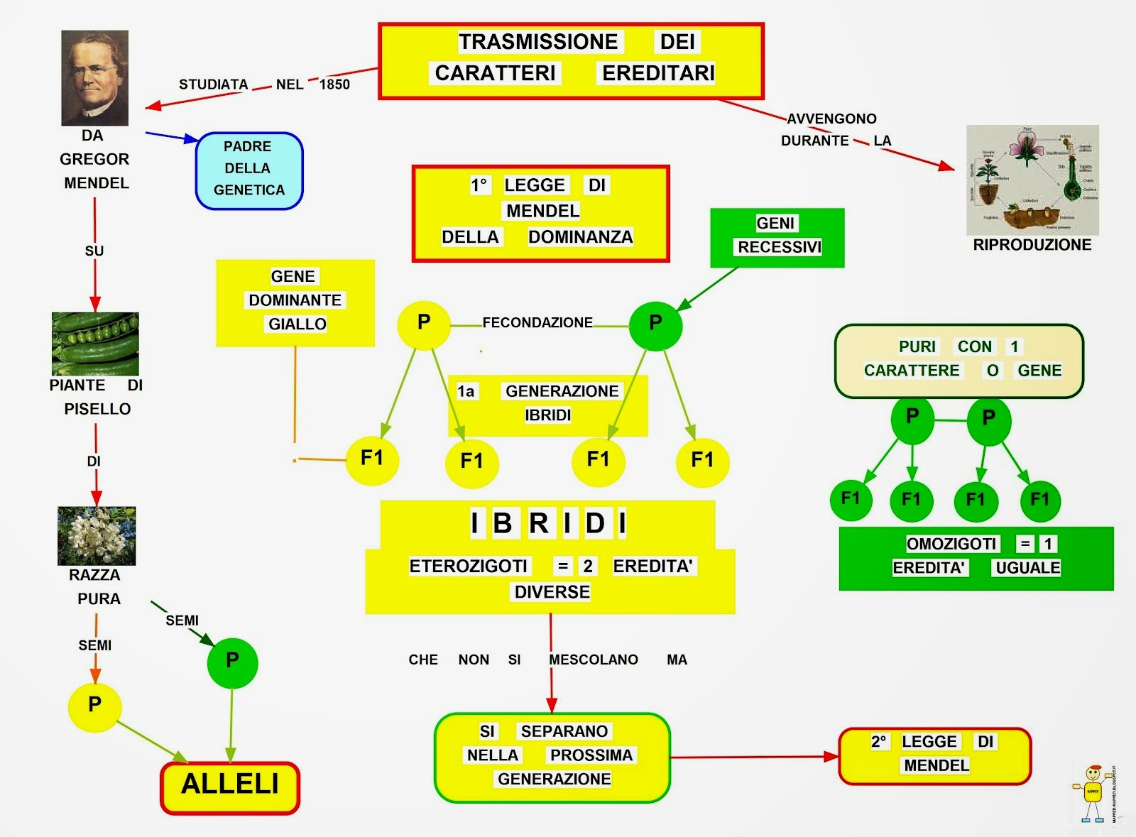 Trasmissione Di Caratteri Da Una Generazione All'altra Mappa concettuale: Trasmissione dei caratteri ereditari • Scuolissima.com
