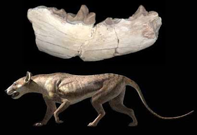 carnivoros prehistoricos Daphoenus
