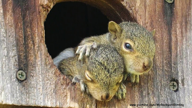 Orphaned Baby Squirrels Rescued 