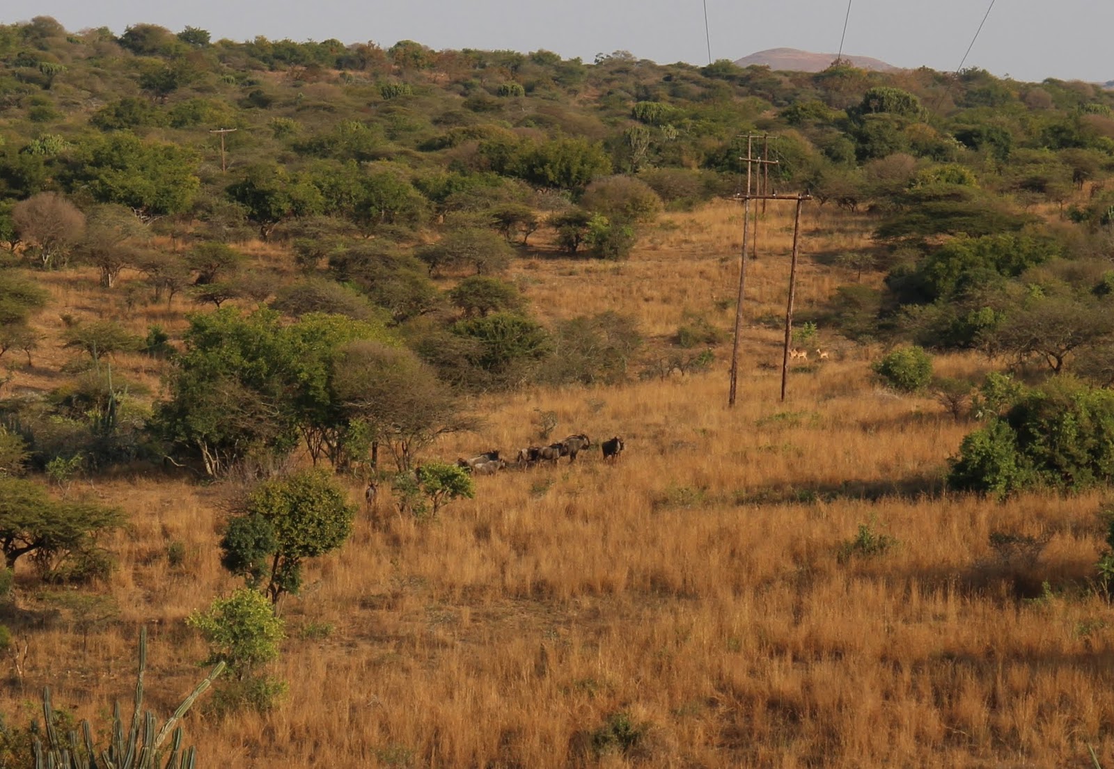 Aventure En Afrique Du Sud Bush Test