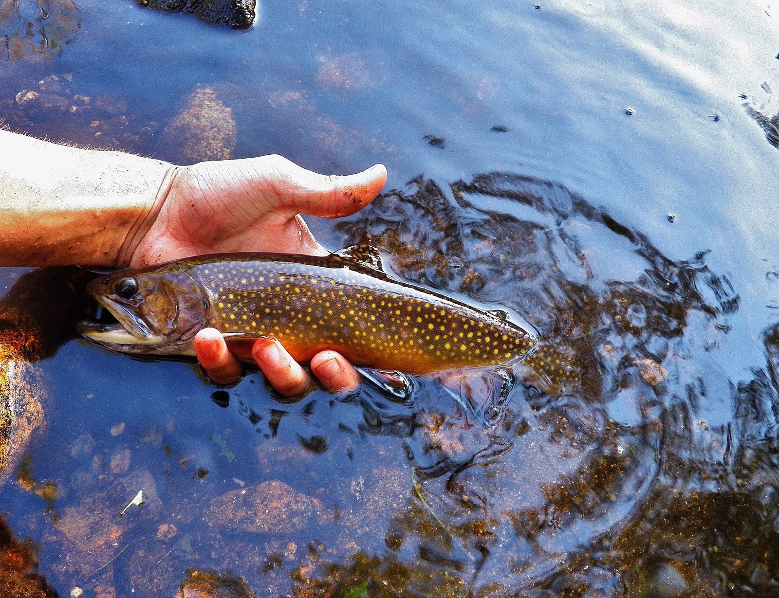 Connecticut Fly Angler My Biggest Wild Brook Trout... So Far