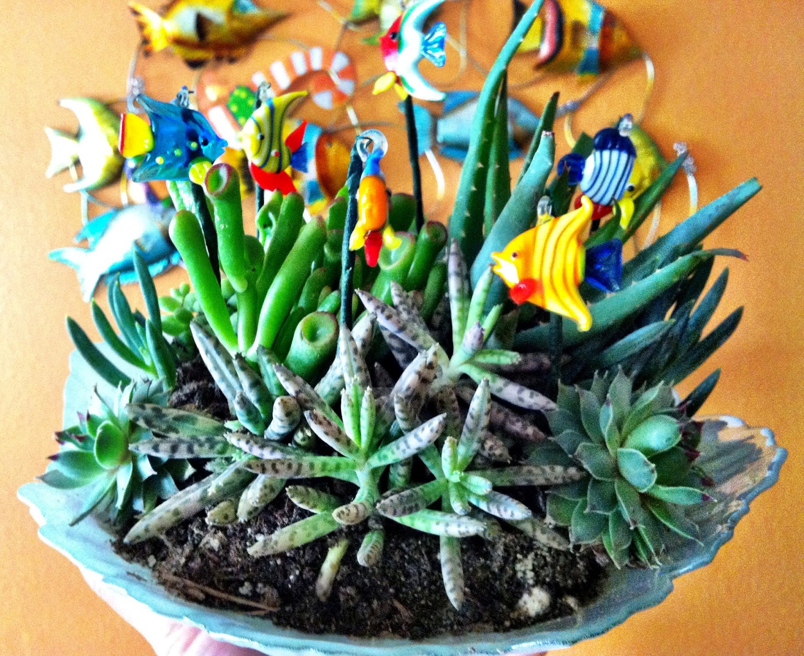 Living as Me A Succulent Aquarium