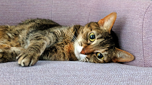 image of Sophie lying on her side in a purple chair, looking at me