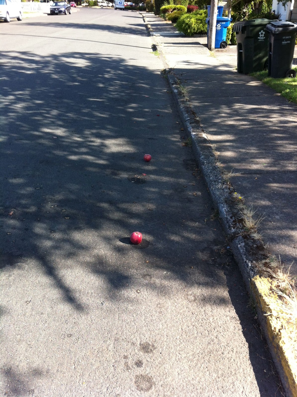The Upright Cyclist Road Apples The Curious Hazards of Utility Cycling