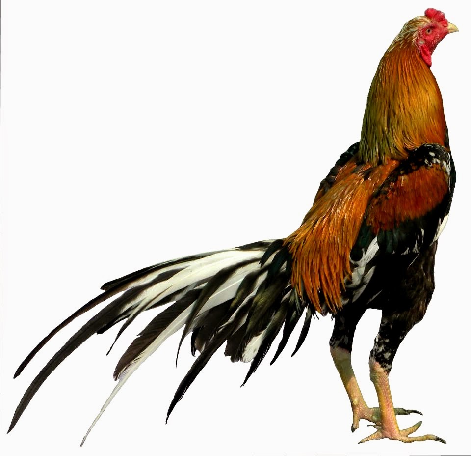 Ayam Bangkok Super, Menangan Dan Berprestasi di Thailand | Ayam Juara
