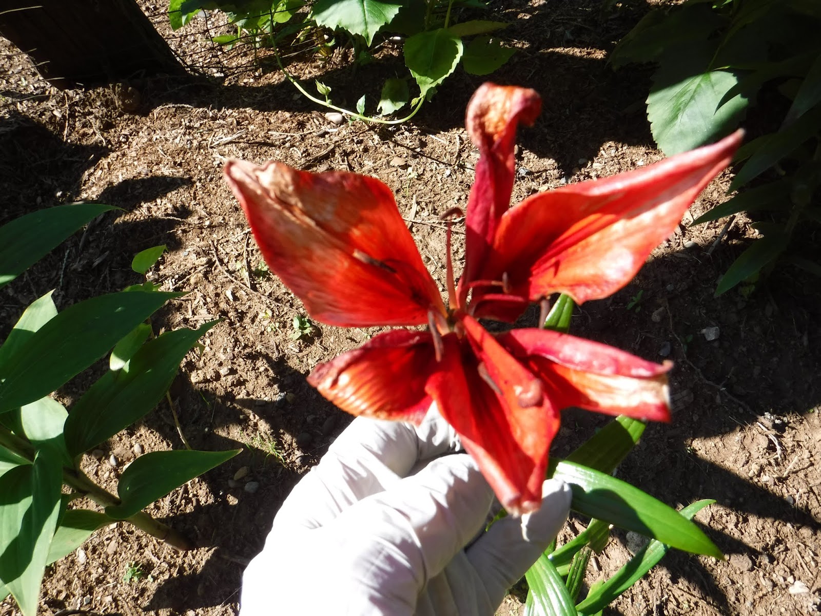 R and R travels Flowers that Thrive on Neglect