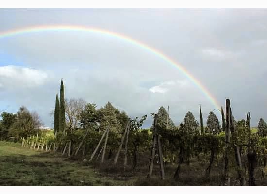 orvieto vineyards and wines