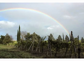 orvieto vineyards and wines