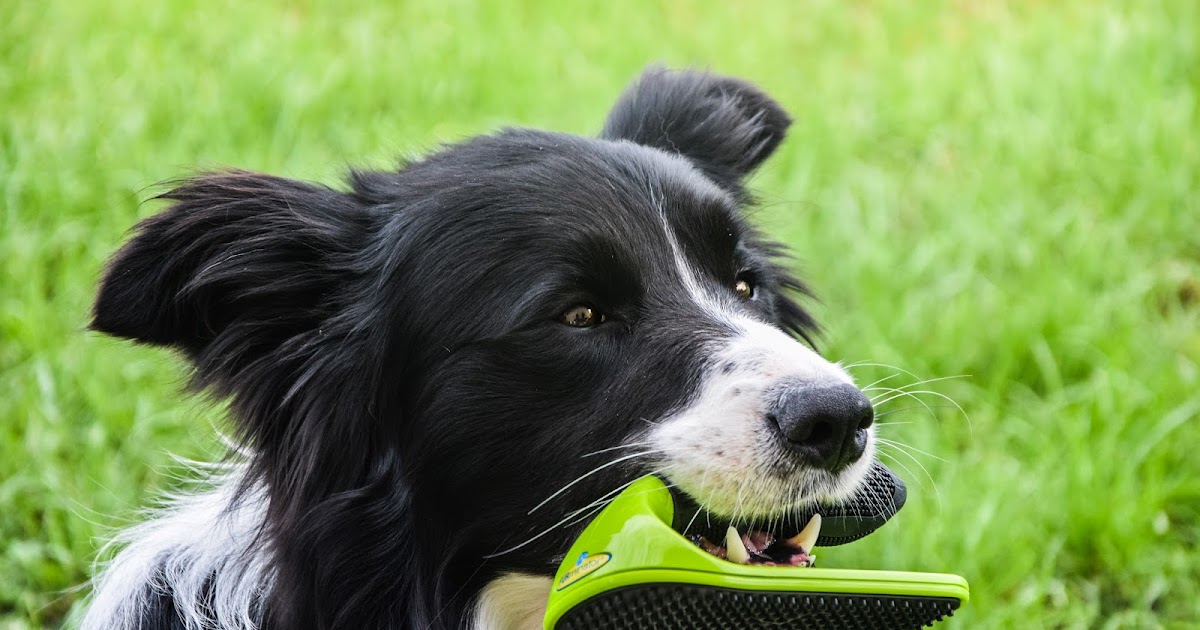 border collie furminator