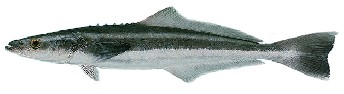Rachycentron canadus