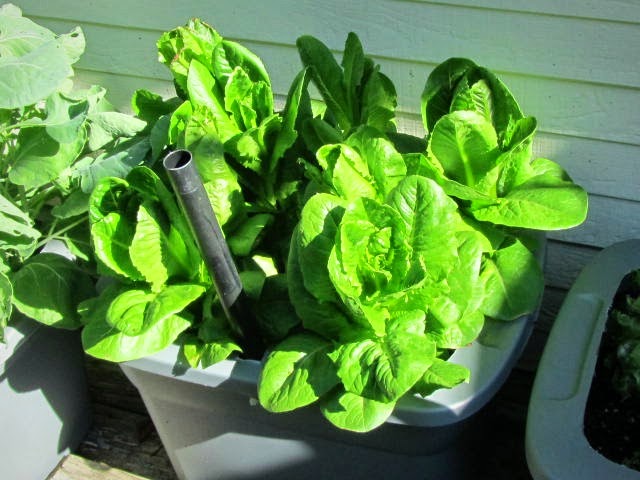 Bin Gardening