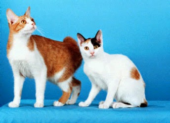 gato-bobtail-comportamiento-personalidad