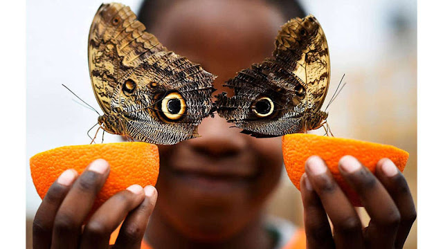 As fotos mais curiosas e emblemáticas de 2016, de acordo com Reuters elfandarilha