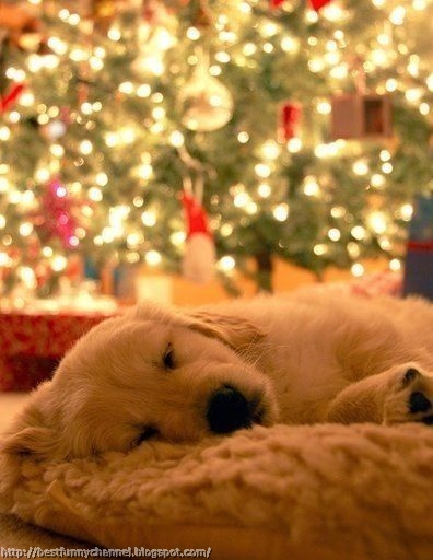  Cute Christmas dog.