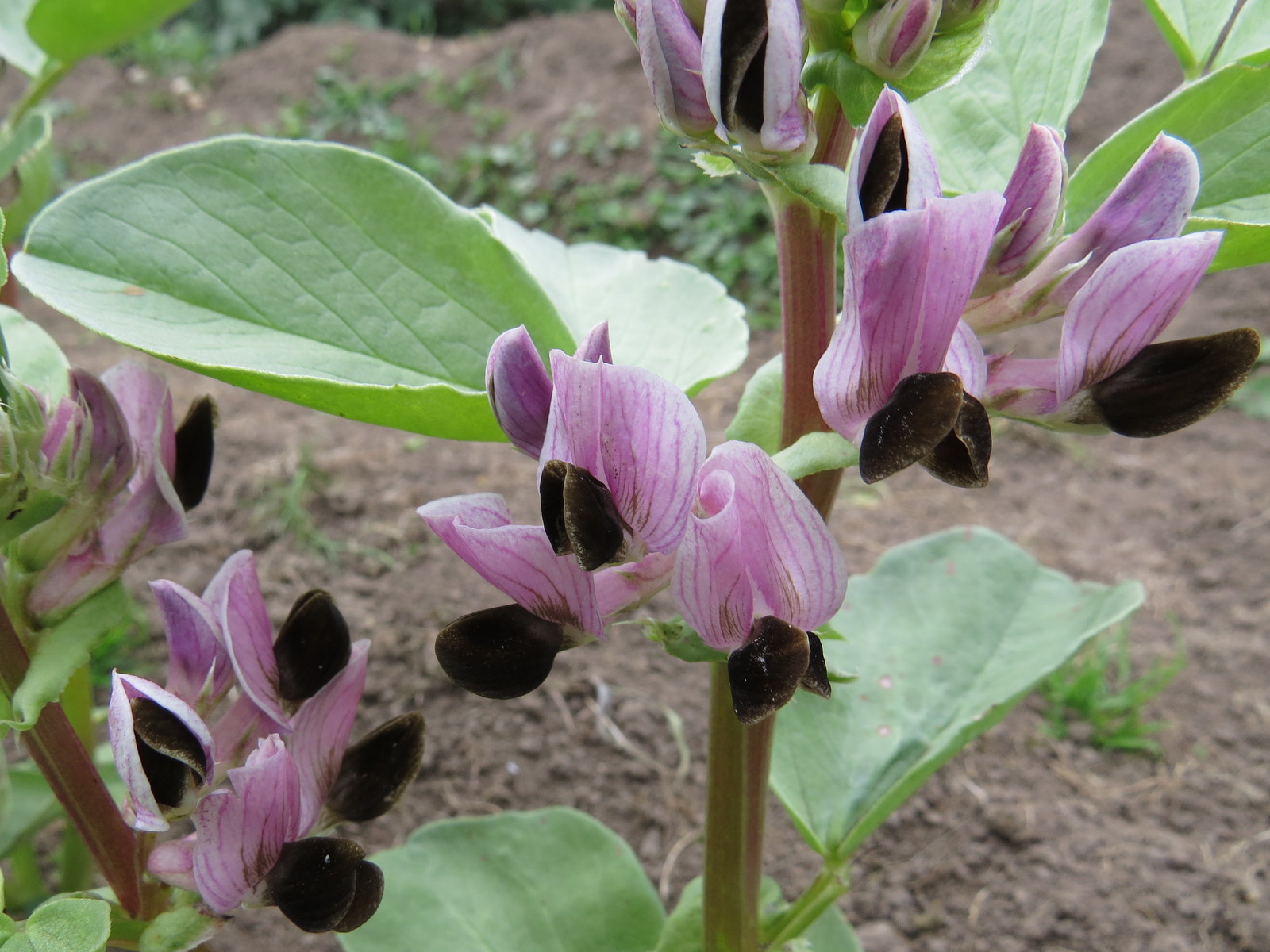 Growing Food, Saving Seeds Colourful Broad bean flowers