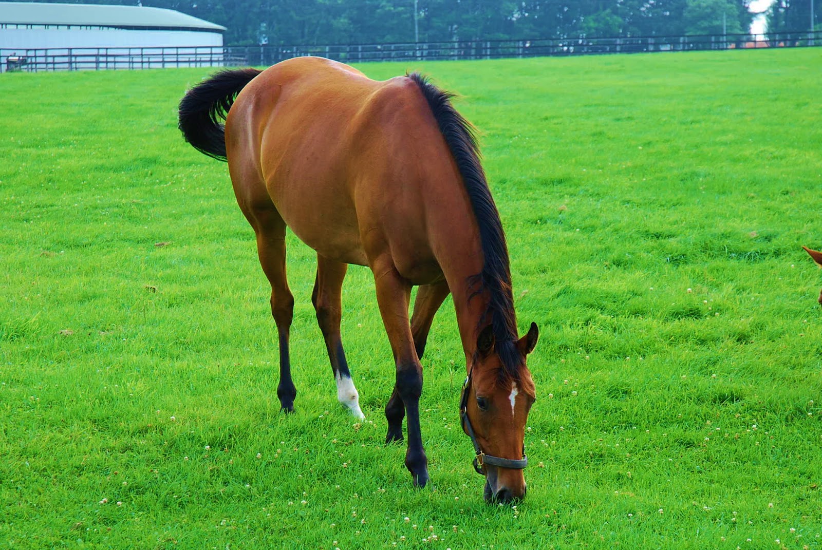 Chabo Blog 日高町 お食事中の馬 Hidaka Town