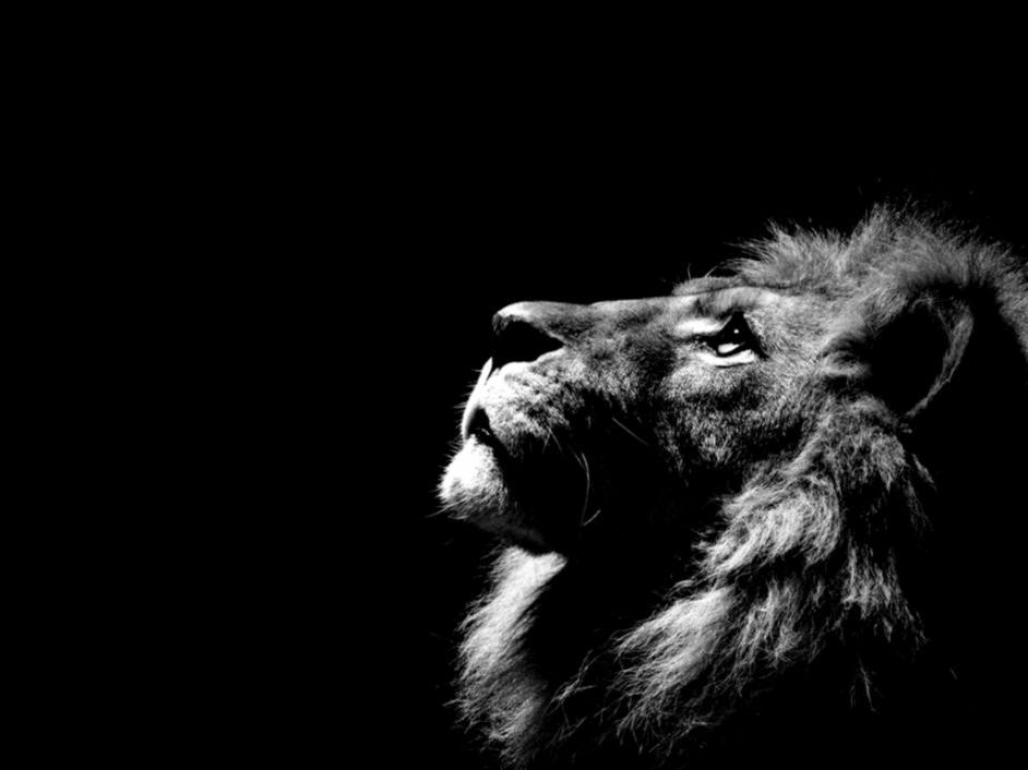 animals monochrome lions greyscale black background HD Wallpaper