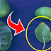 A que no sabias que hojas de aguacate debes usar y como preparar el té para sacar el 100% de sus propiedades