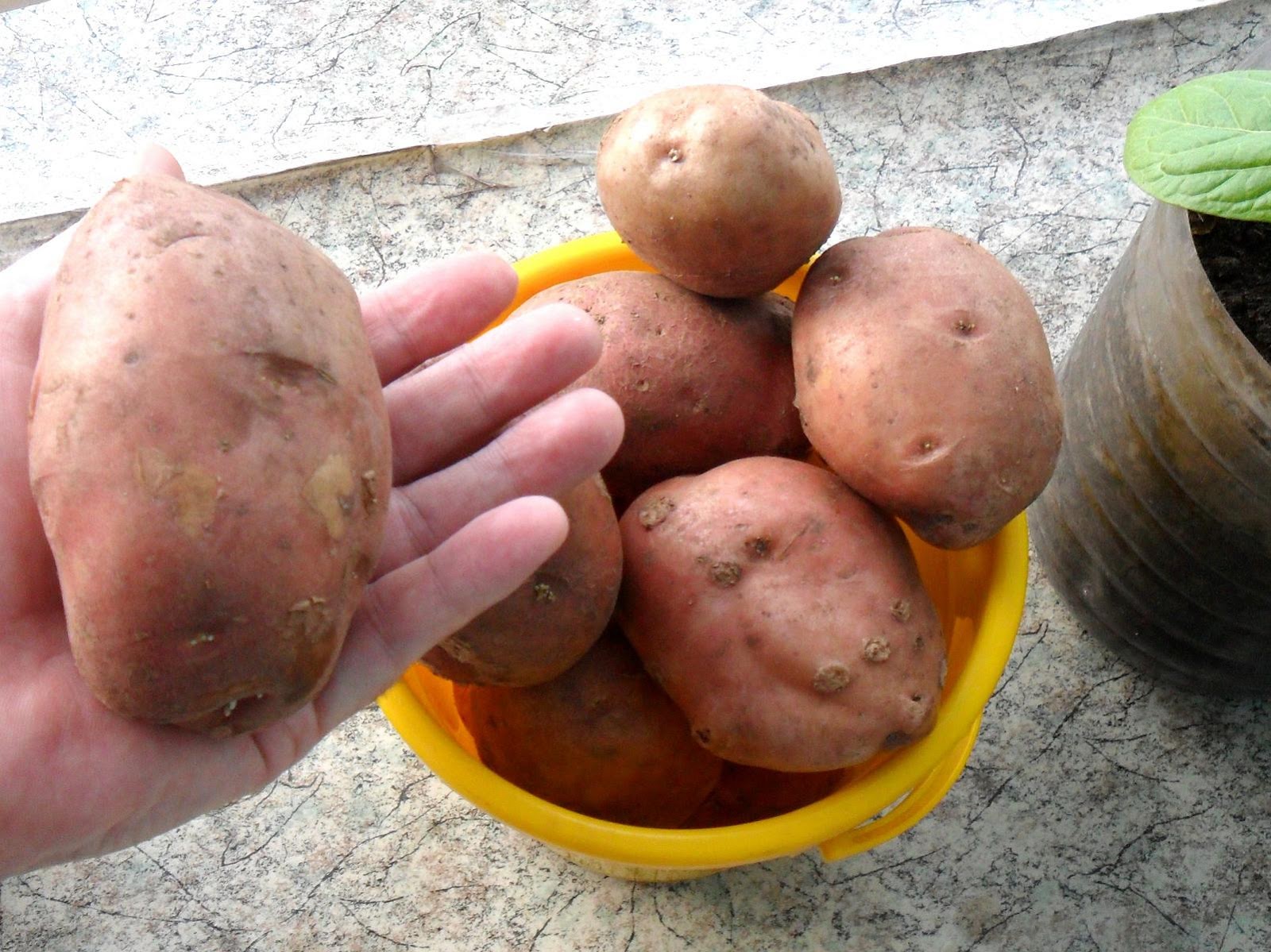 Ривьера картофель характеристика отзывы вкусовые качества. Ультраранний сорт картошки. Сорт картофеля брюква. Ривьера сорт картофеля.