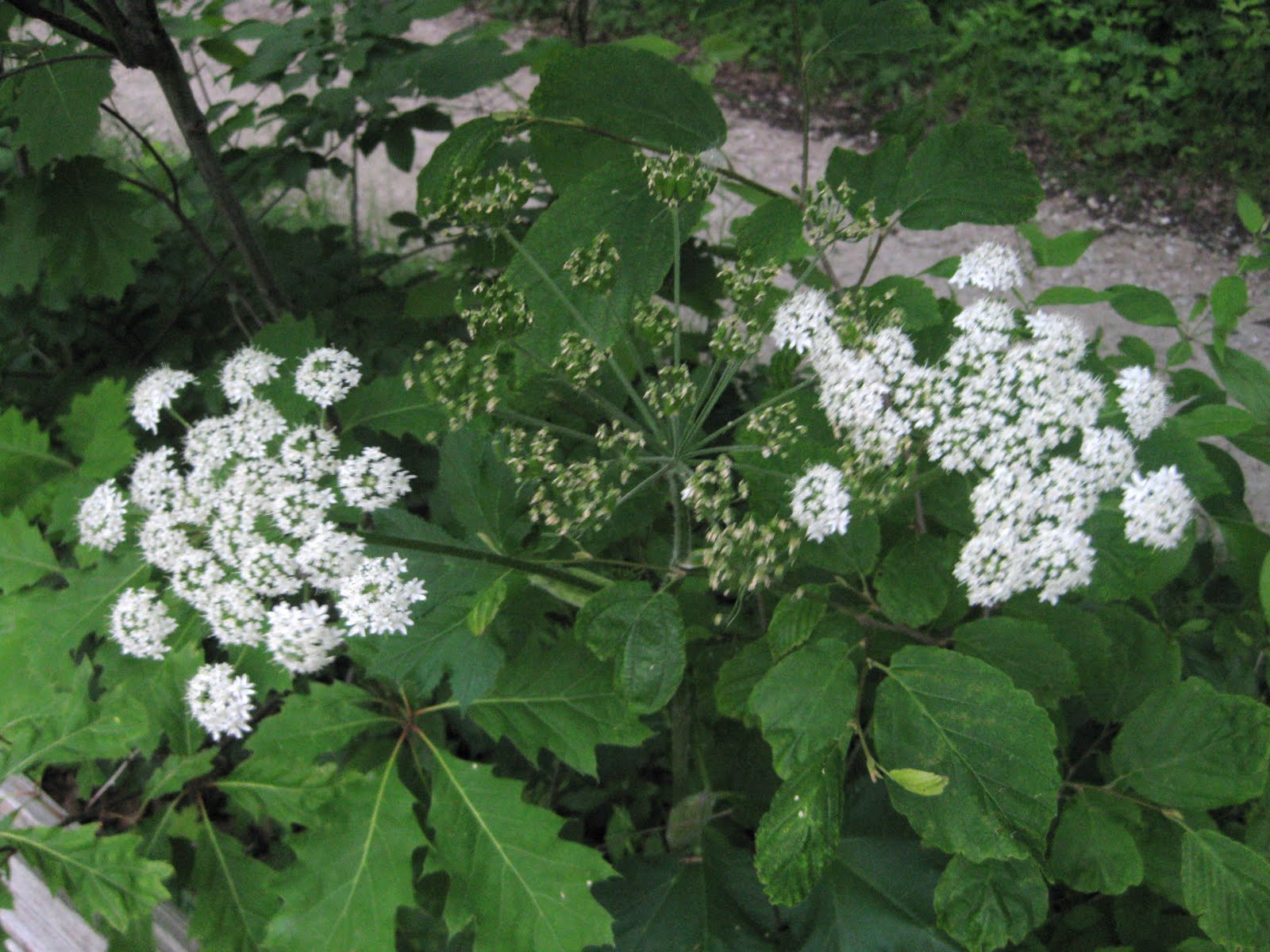 Marathon Pundit Cow parsnip