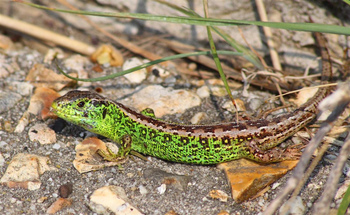 Sand lizard