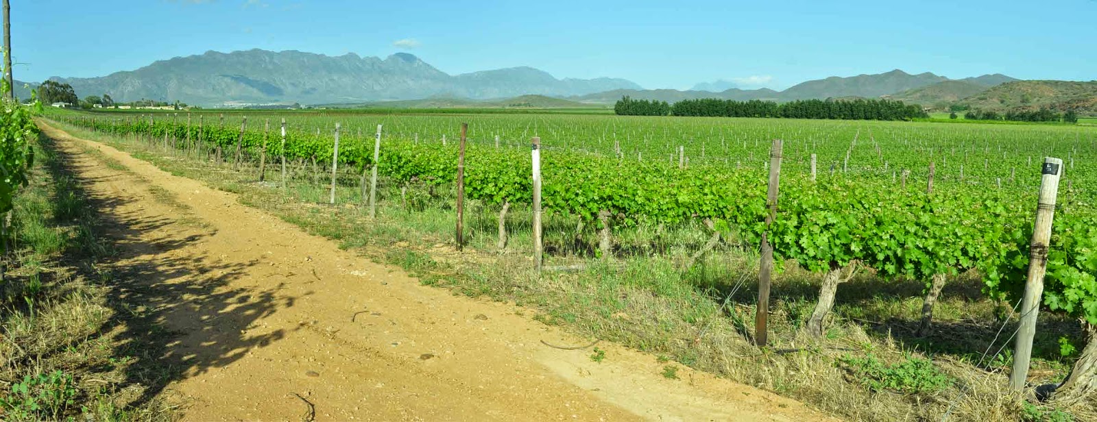 . Excelsior Wine Estate, Robertson