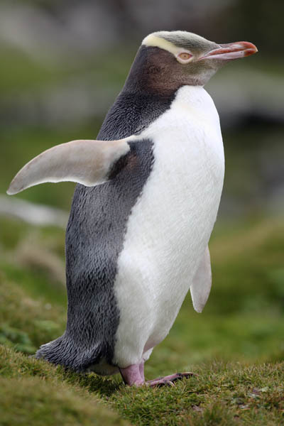 Yellow-eyed Penguin | The Life of Animals