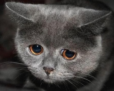 Trist kat
