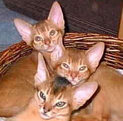 gato-absinio-cuidados-raza