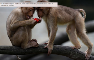 Monkeys Rip Up Voter Lists In Thailand