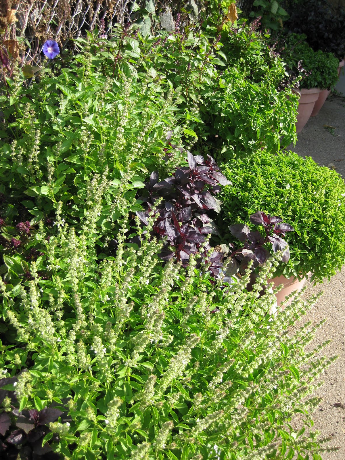 Rotary Botanical Gardens Hort Blog The Ornamental Side Of Basil