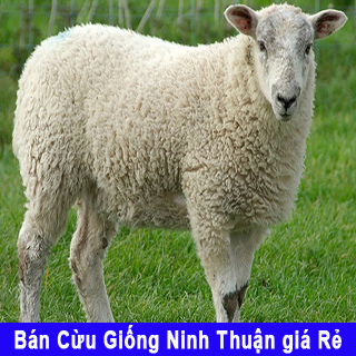 Bán cừu giống Ninh Thuận