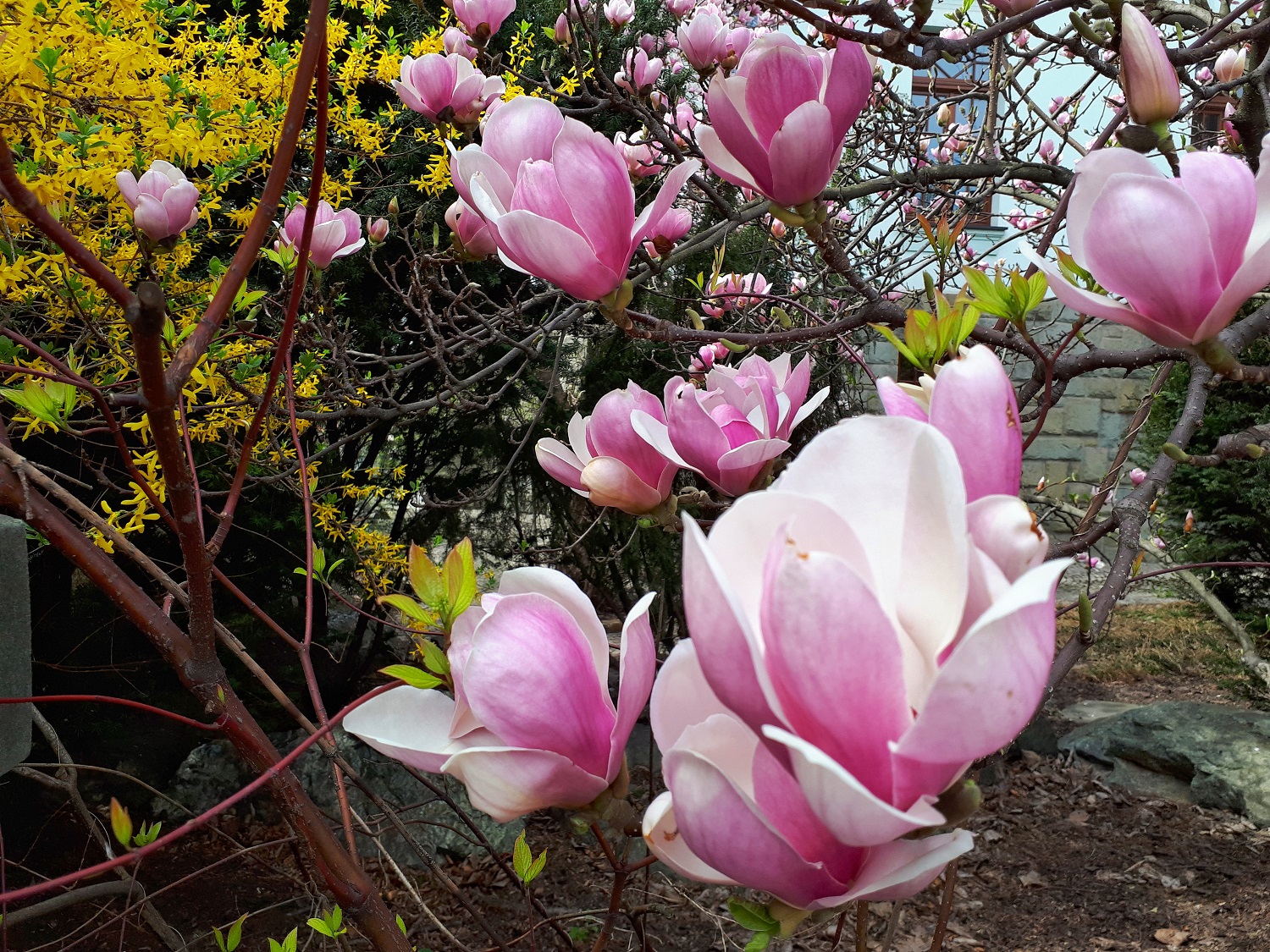 Szlak Kwitnących Magnolii Cieszyn