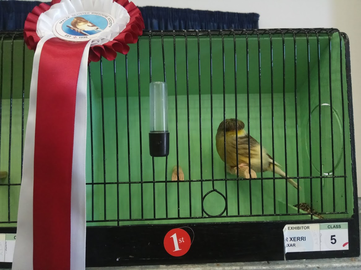 Greek Yorkshire Canaries Malta Glosters Breeders Society All Gloster