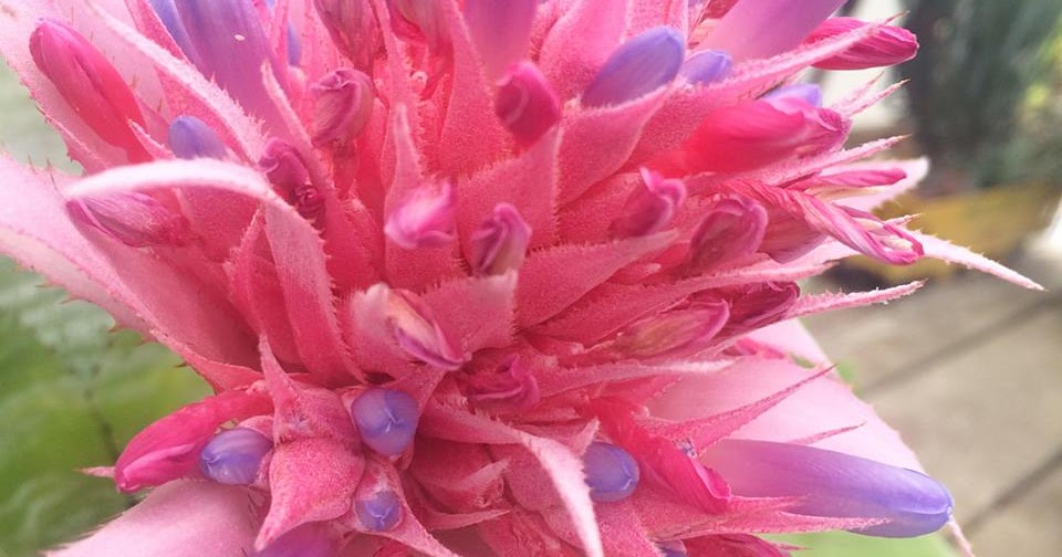 Quad City Botanical Garden