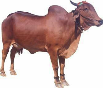 देसी गाय: