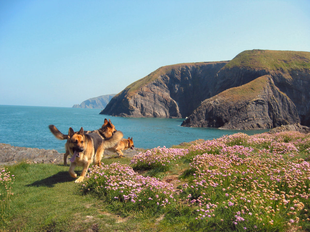 Five Reasons Why Your Dog Will Love South Devon Tourist Destinations