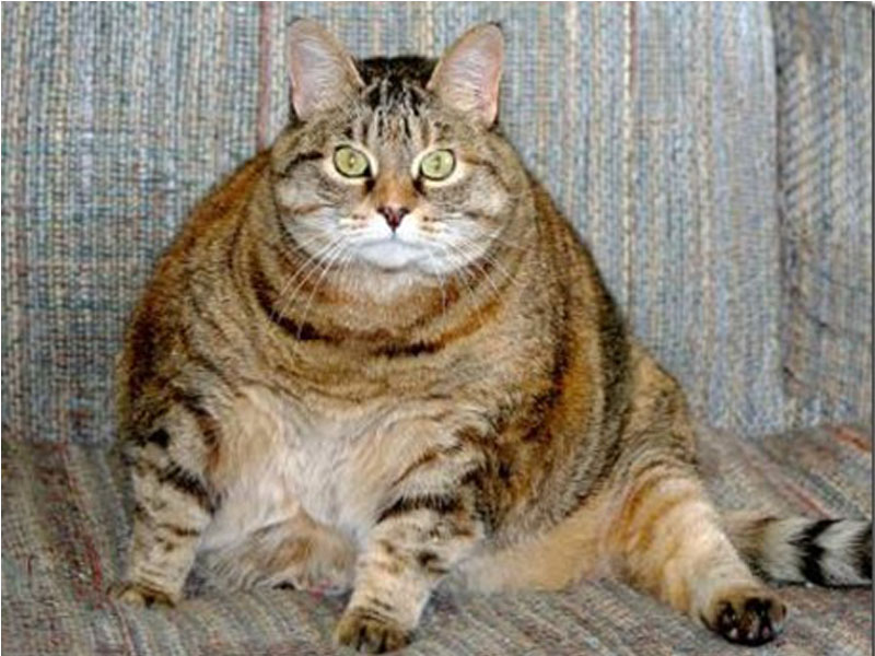 Foto-Foto Kucing Super Gendut | Kucing gue